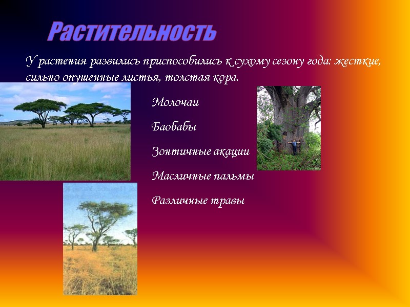 Растительность Молочаи Баобабы Зонтичные акации  Масличные пальмы Различные травы У растения развились приспособились